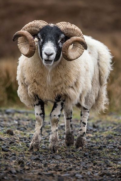 Scotland Scottish black-faced sheep close-up